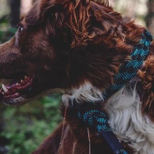 Wilderdog Rope Collar